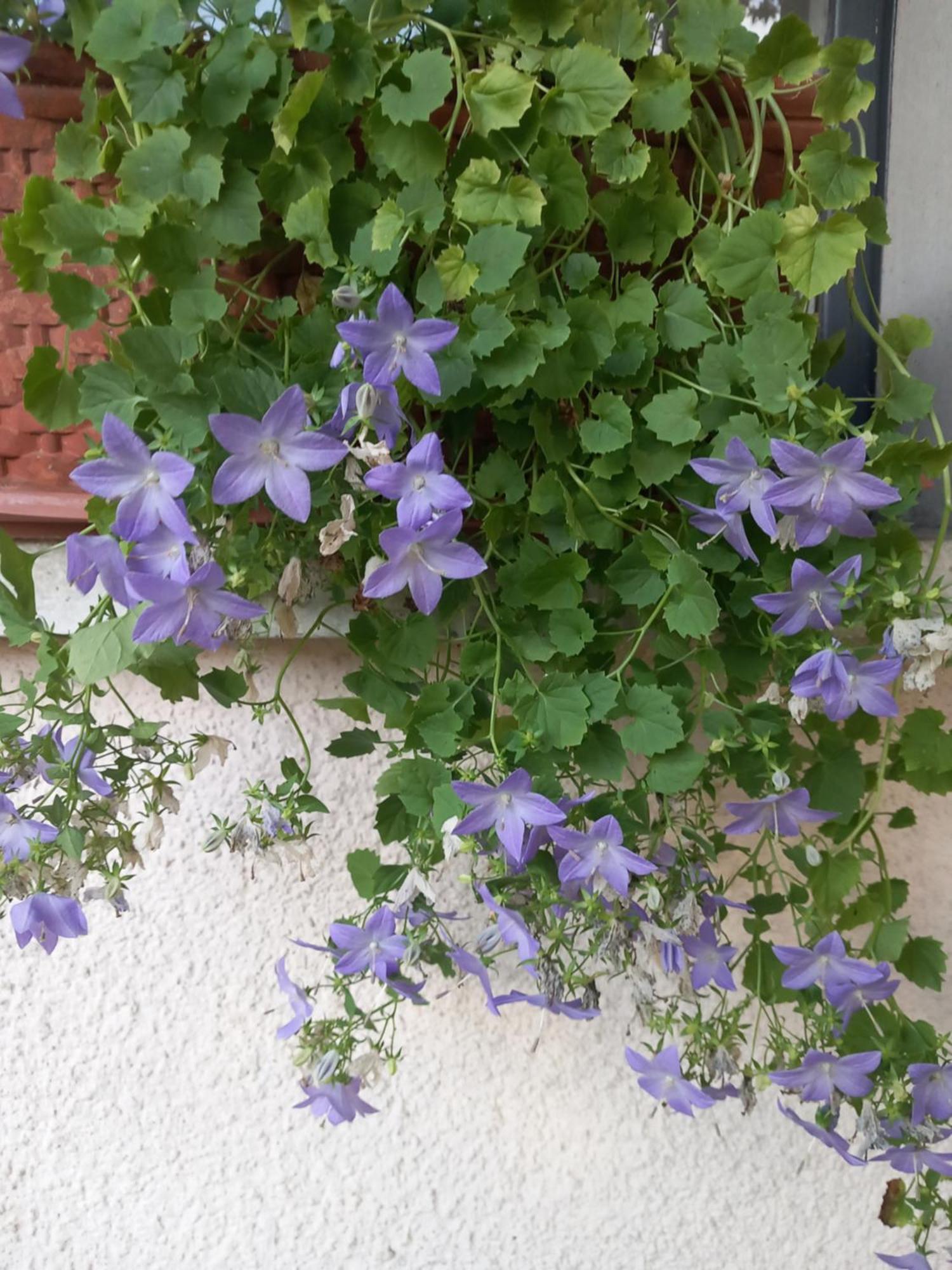 Willa La Casa Di Tina - Civenna Zewnętrze zdjęcie